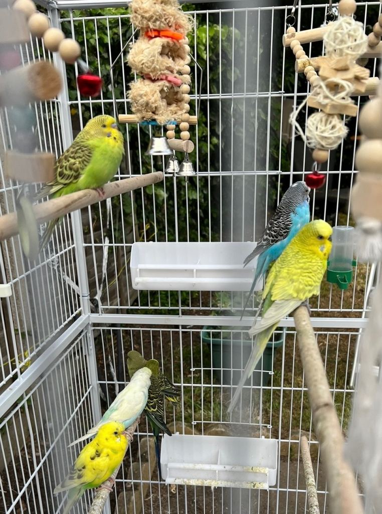 Healthy Mixed Budgies 