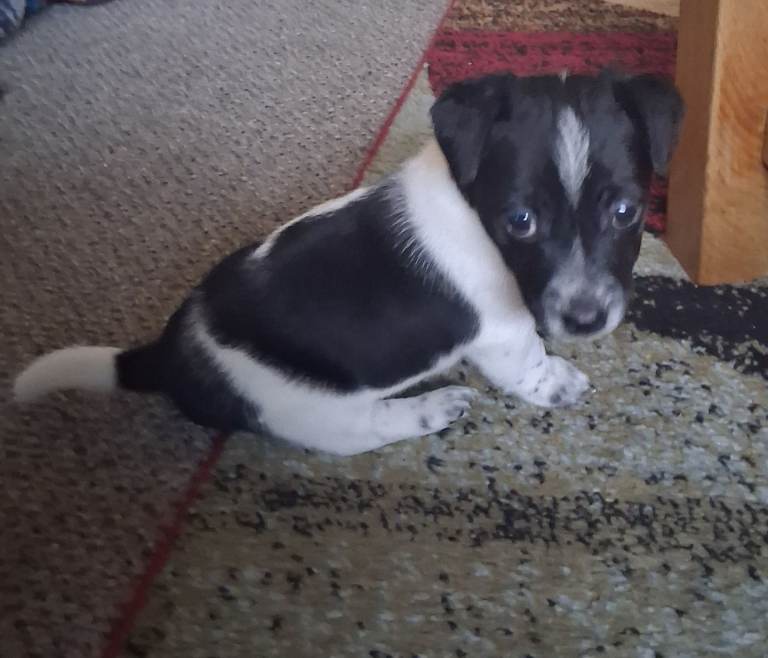 Jack russell puppies