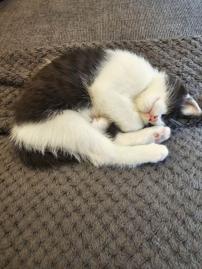 Kittens 