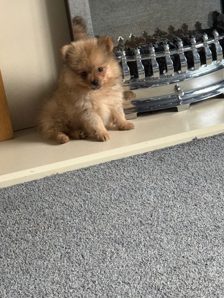 2 Pomeranian puppy’s left reduced price 