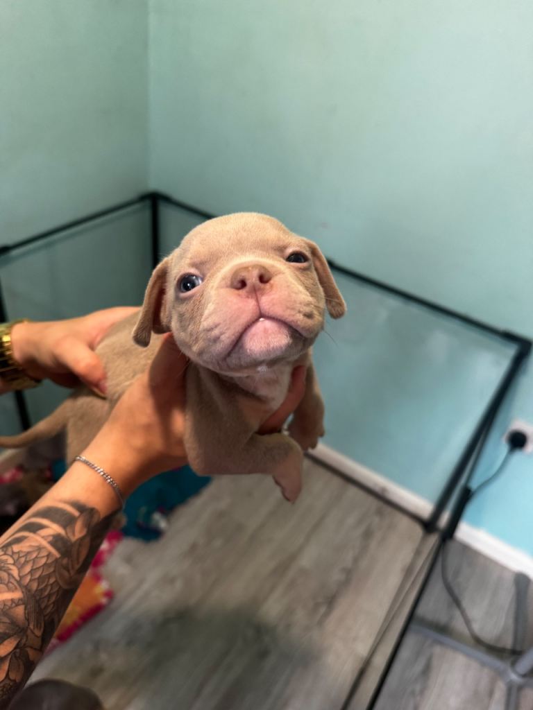 Pocket x frenchie pups ready 20th Aug 