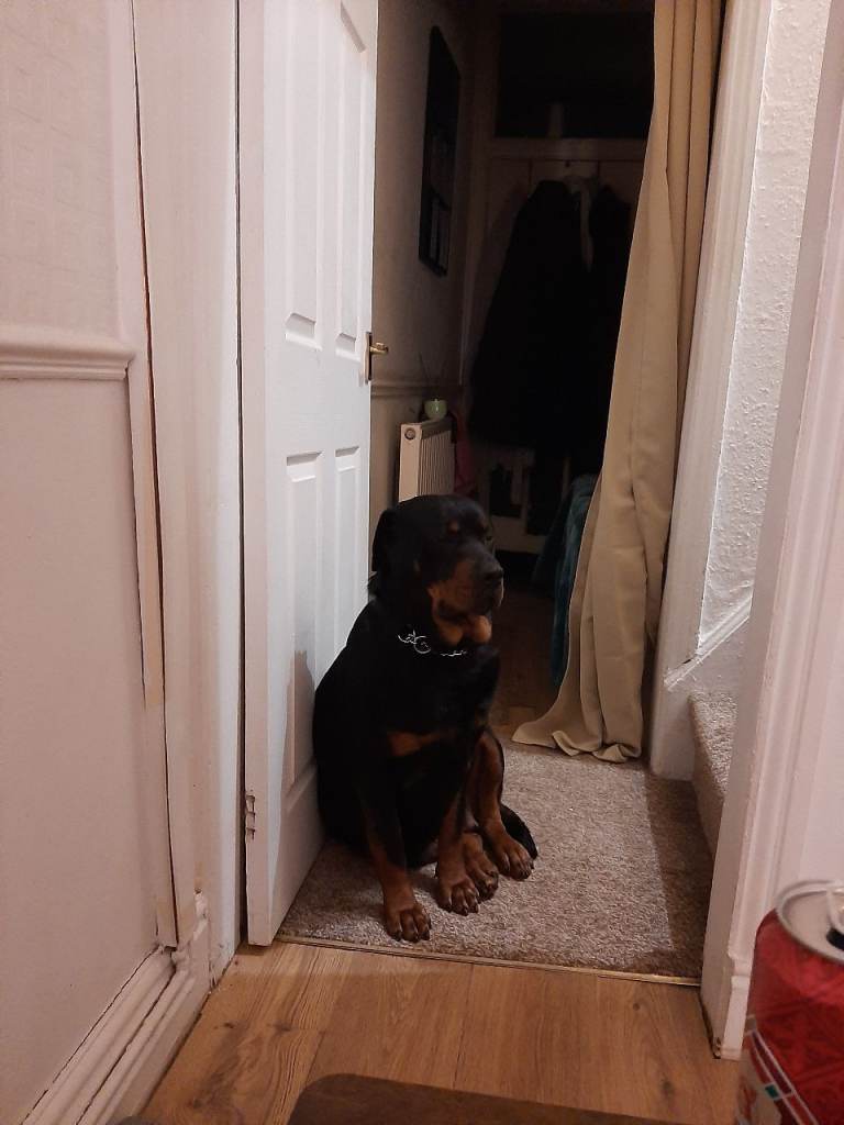 Female rottweiler