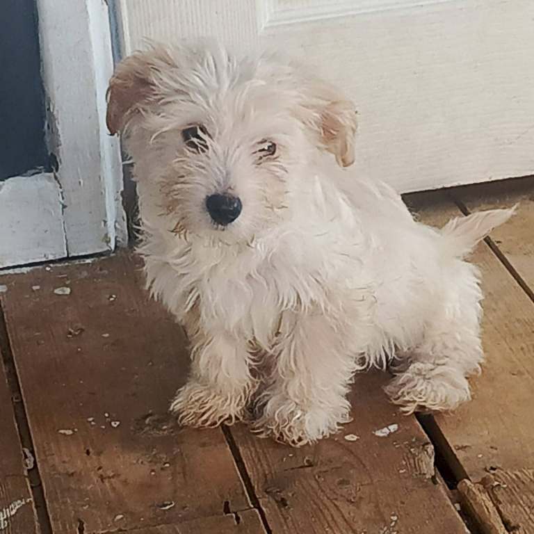 2 Beautiful F1 cockapoo and  maltese puppies ready to leave based in southend 