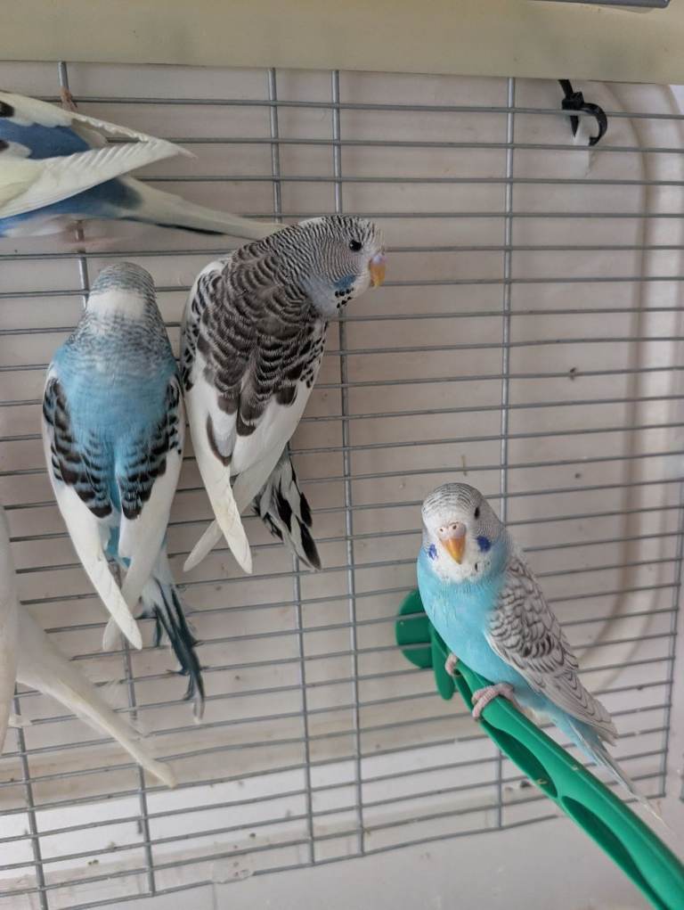 Baby budgies 
