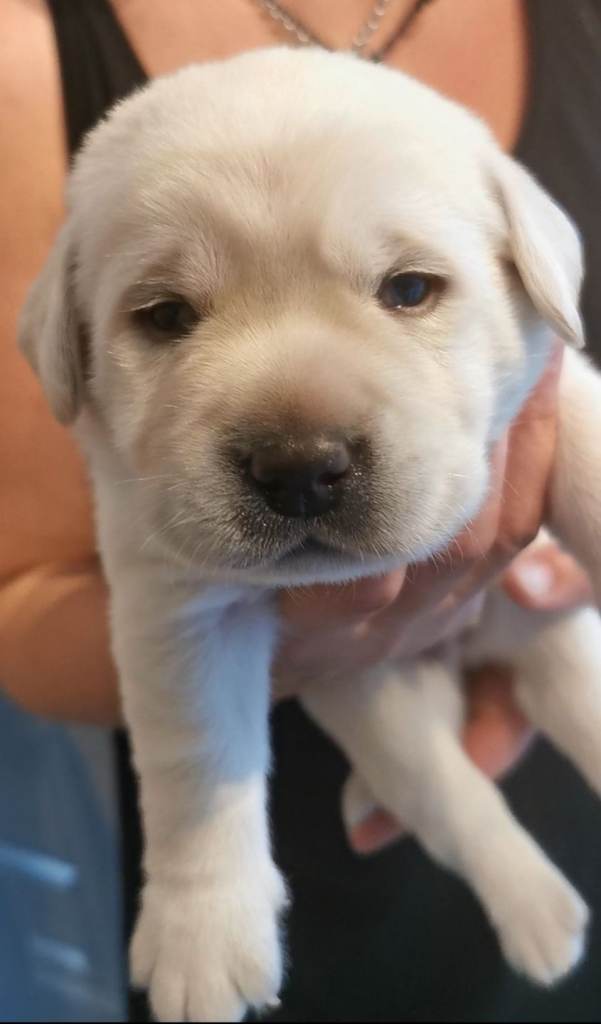 Labrador puppy
