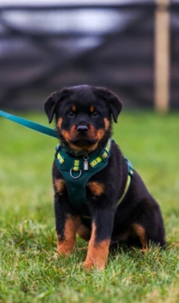 Rottweiler Puppies 