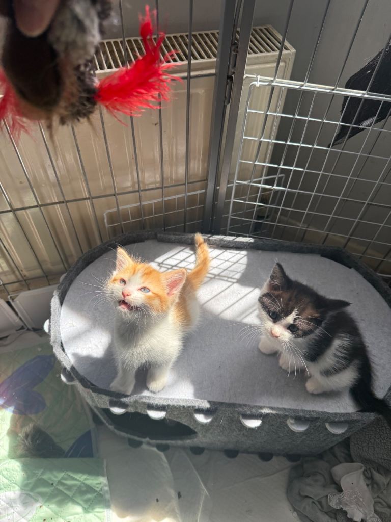 Stunning ragdoll cross kittens