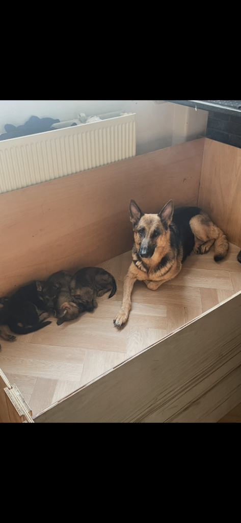 German shepherd Puppy’s 