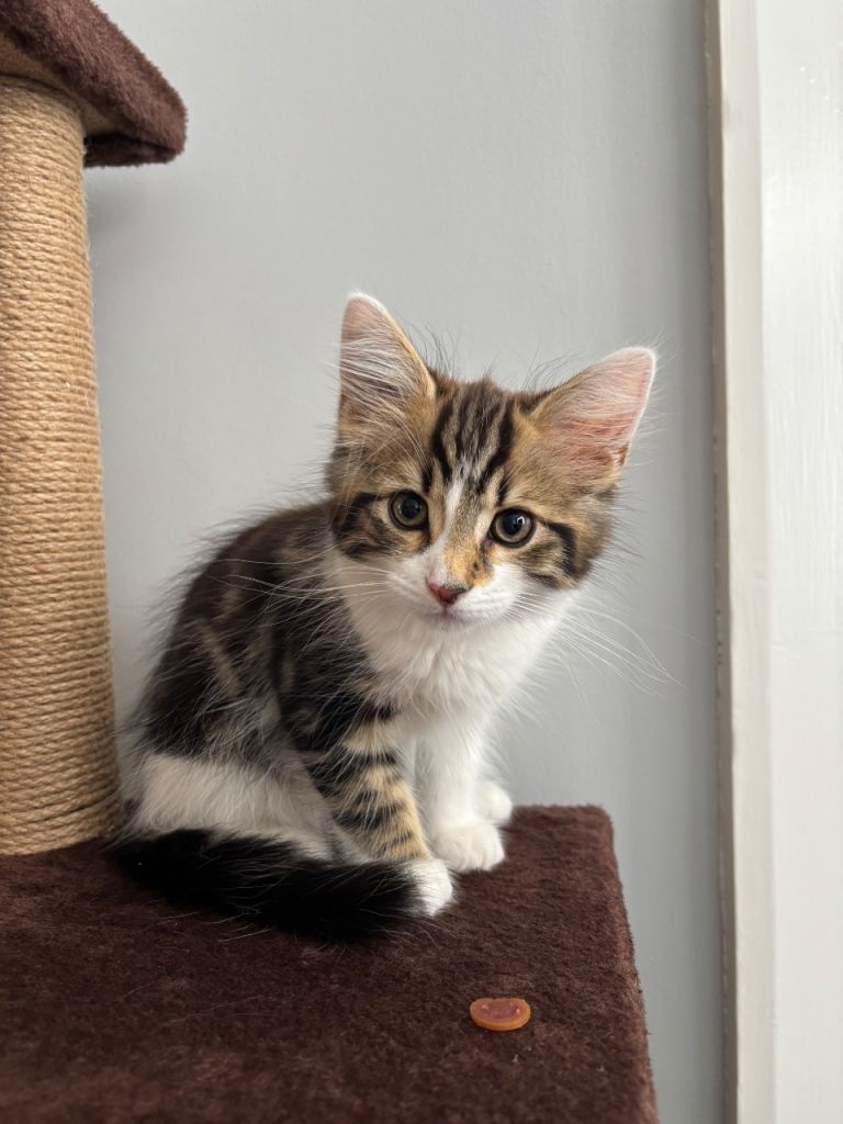 Beautiful 12 Week Kitten 🤎