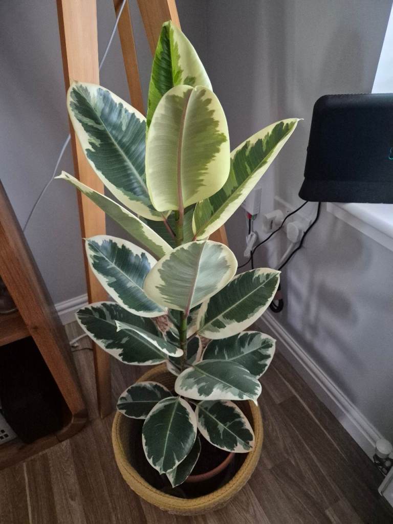 image for Indoor plant Ficus elastica