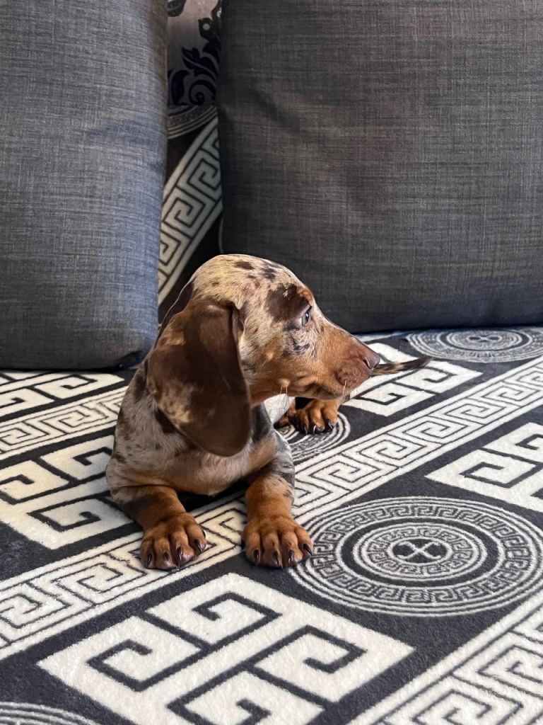 Dachshund