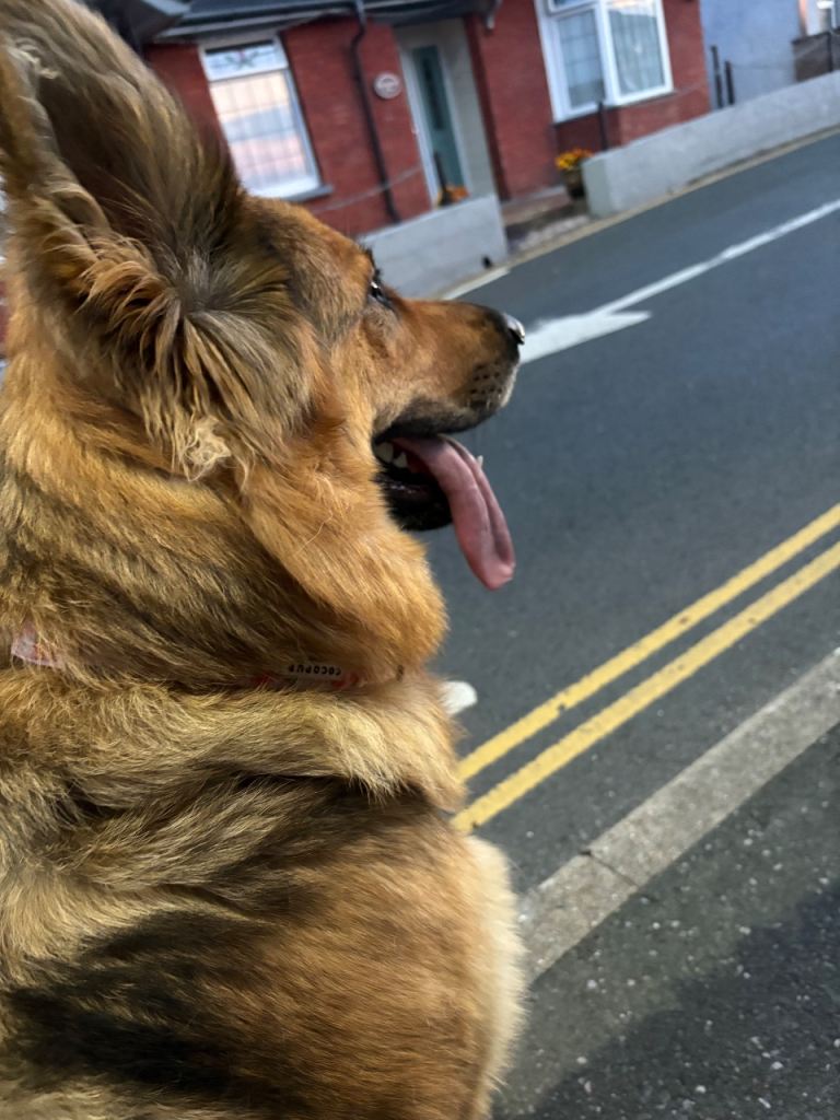 (2 boys remaining) Pure bred German Shepard puppies for sale 