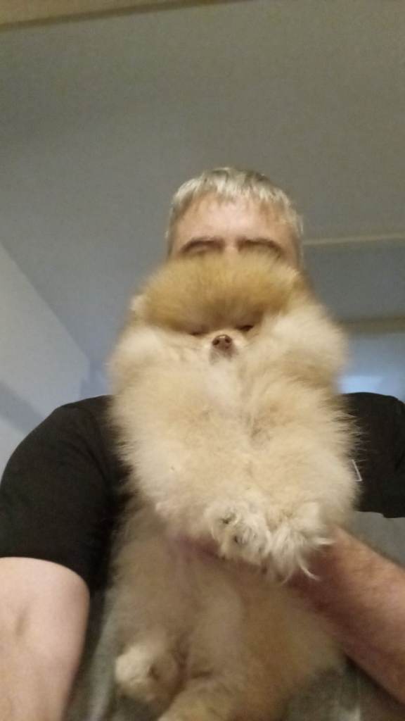 Russian pomeranian for sale 