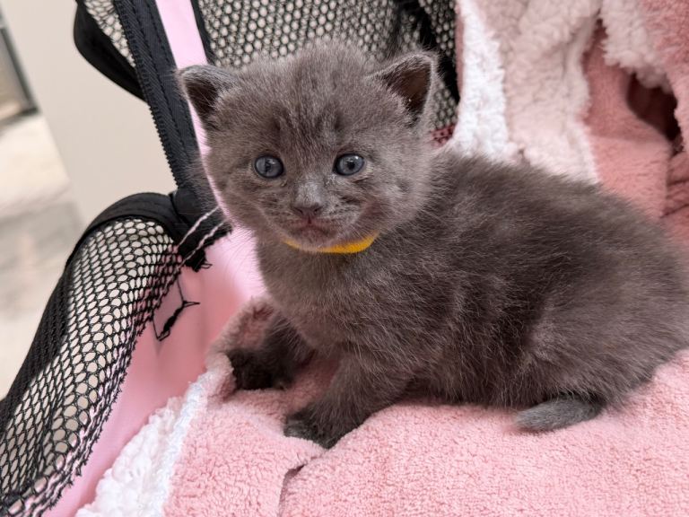 British Shorthair Mixed Kittens – 6 Available
