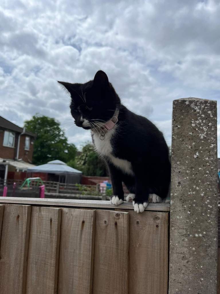 1 cats for sale