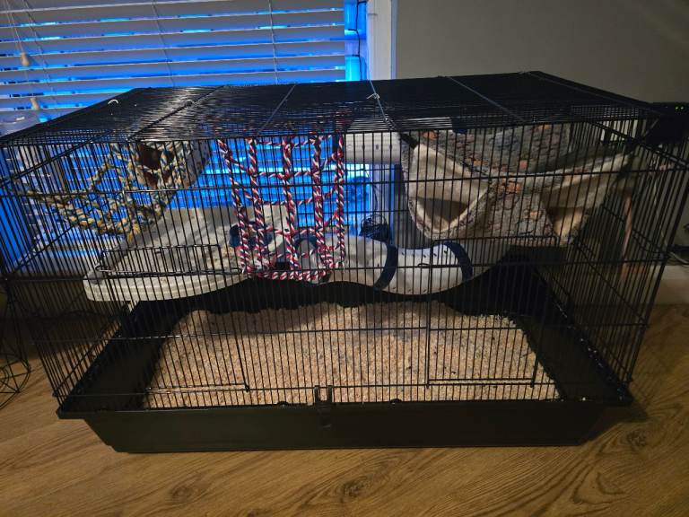 2 pet rats and cage