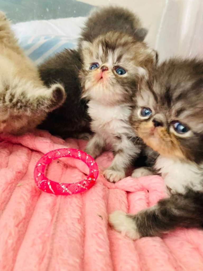 Persian Kittens
