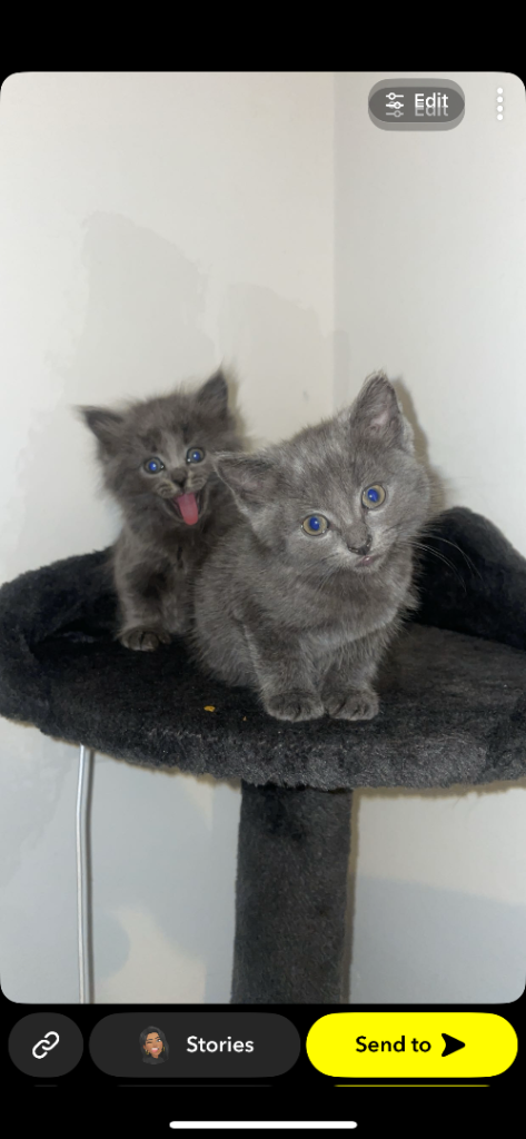 STUNNING KITTENS