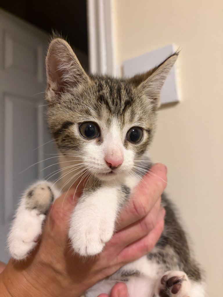 9 week old kitten