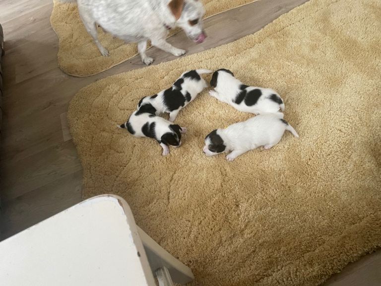 Jack Russell’s 