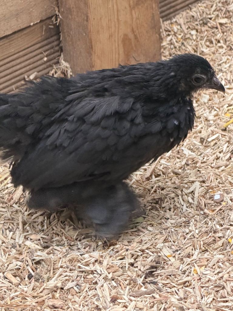 Bantam chicks 7+