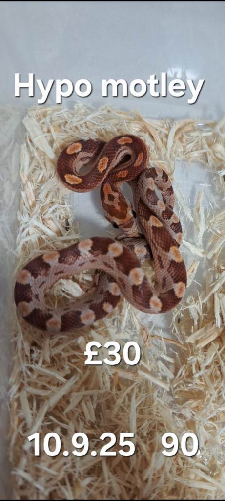  Various Corn Snakes for sale