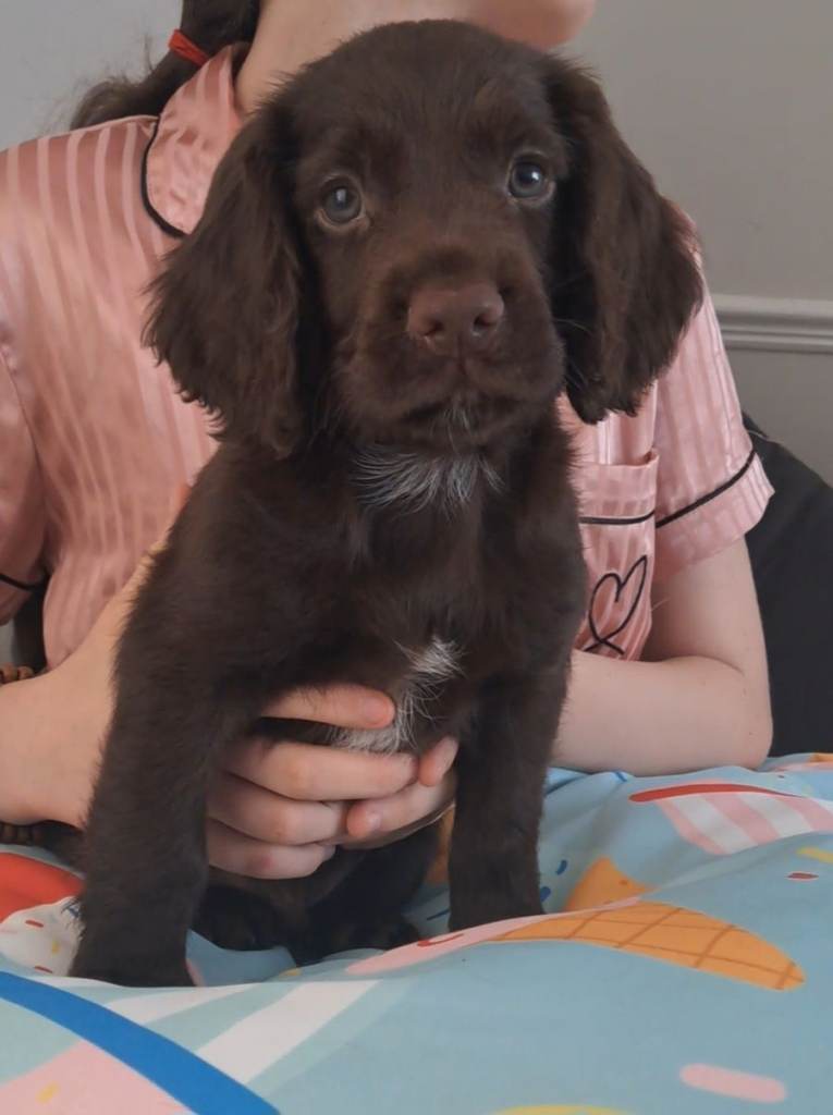 Cocker spaniel puppies 