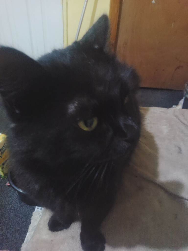 Two cats for sale