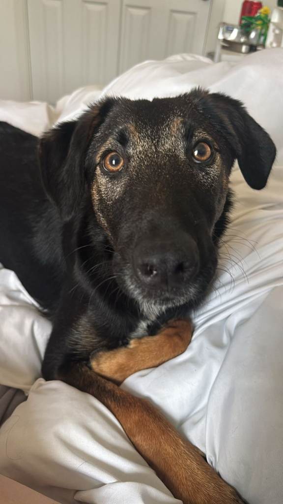 Collie cross