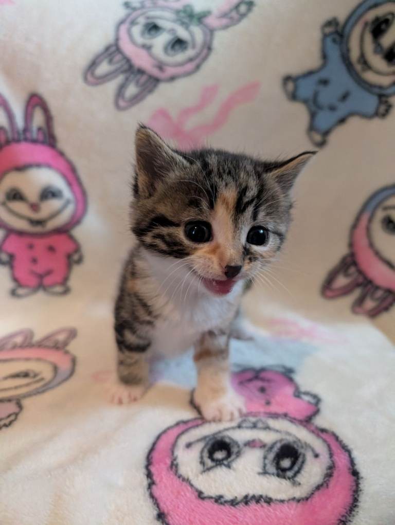 Persian cross kittens both female 