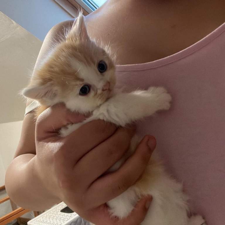 Exotic short hair persian kittens 