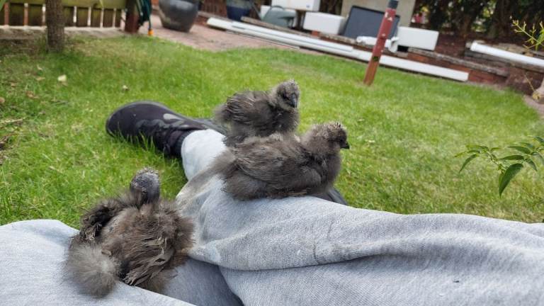 Silkies show girl chicken/hen chicks 