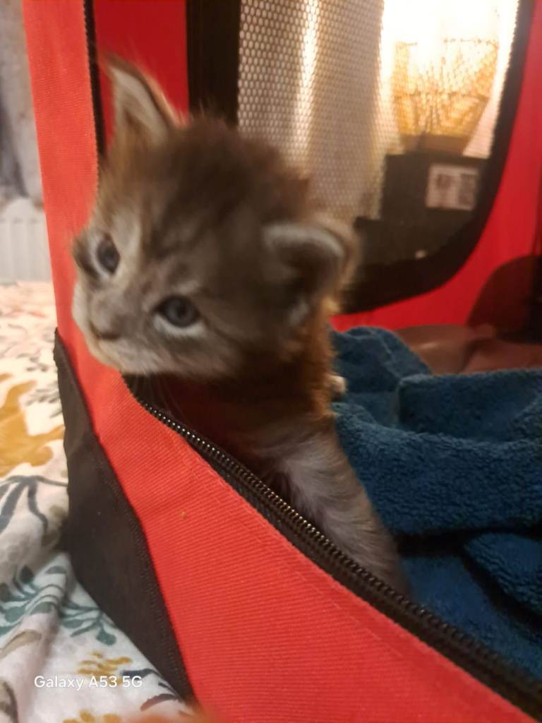 GCCF REGISTERED BLUE MAINE COONS