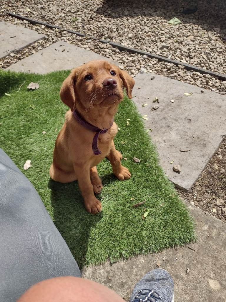 Red fox Labrador 