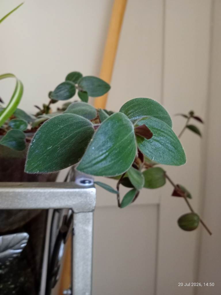 Healthy Houseplant Cutting for SWAP - Great Condition