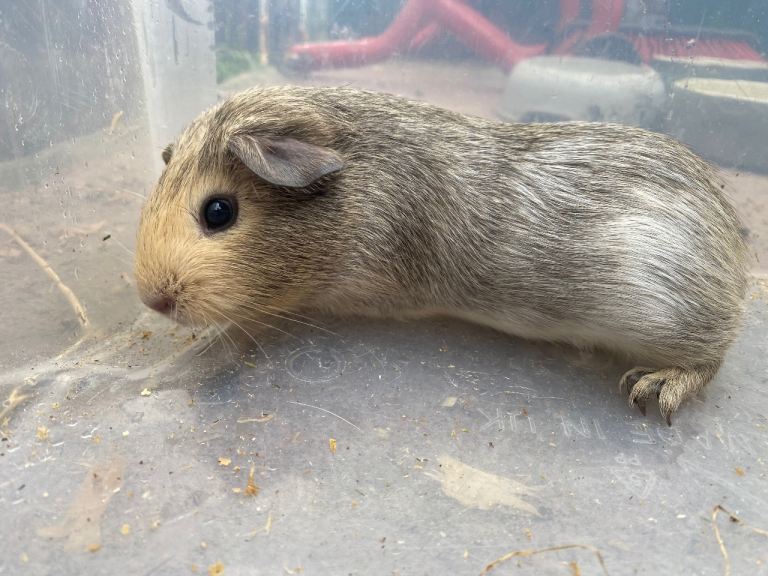 Baby guineapig’s 