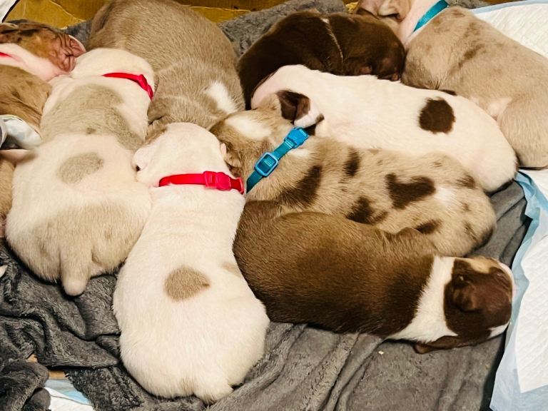 Micro Bullies Puppies 