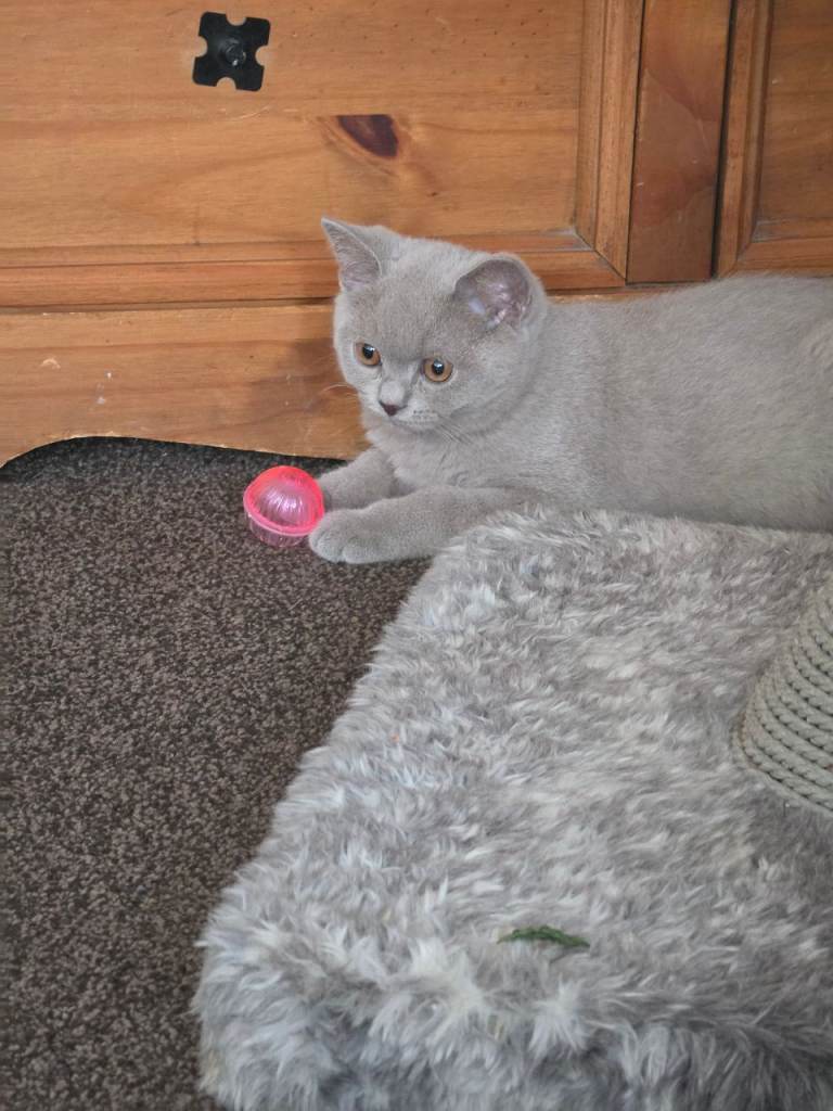 READY NOW tica registered, British Shorthair Kittens Ready for New Homes 21st September 
