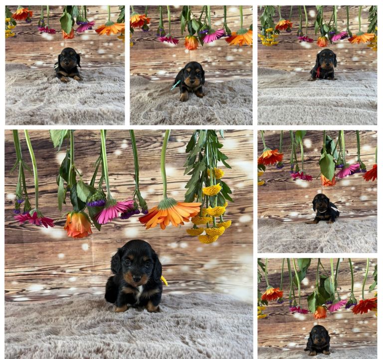 Tiny long haired dachshunds !!! 
