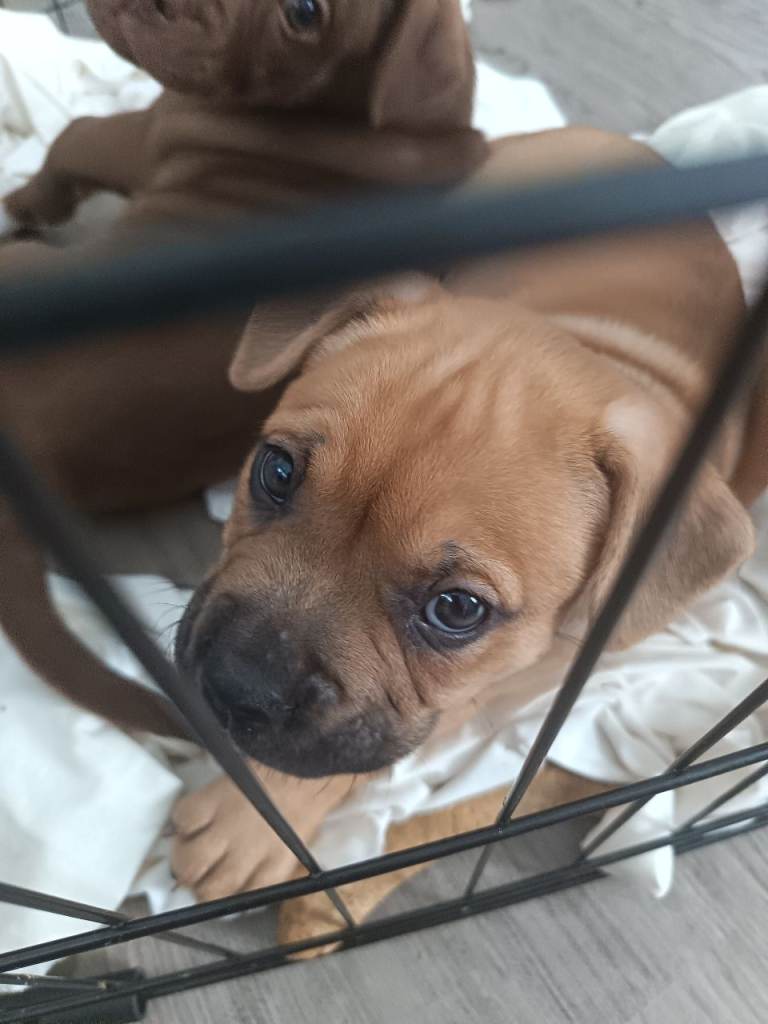 Sharpie frenche cross bulldog staffy