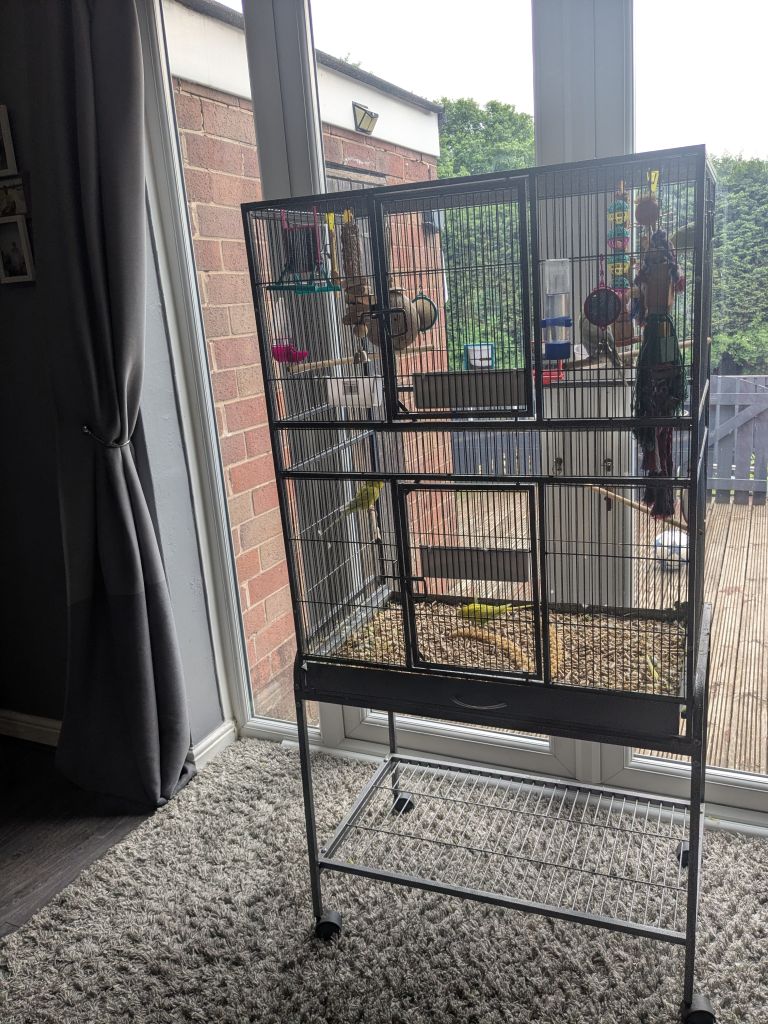 Bird cage with 4 budgies 