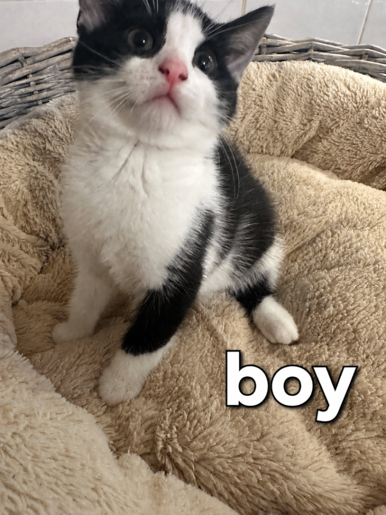 Beautiful Friendly Kittens – Playful & Litter Trained