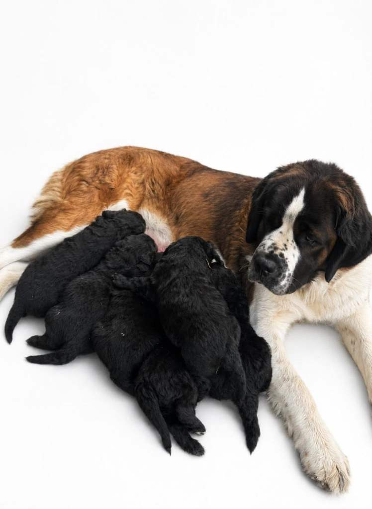St. Berdoodle Puppies