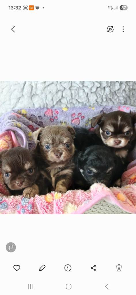 STUNNING LITTER OF KC REGISTERED LONG COAT CHIHUAHUA PUPPIES 