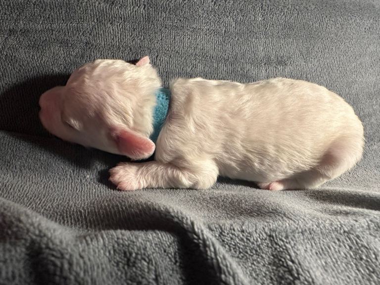 Beautiful baby boy puppy Maltese dogs born 9th May 2026