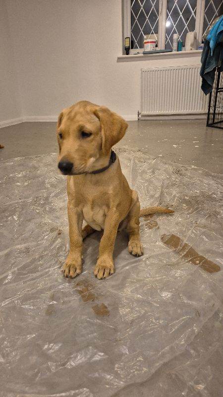 ***Only 1 Adorable labrador boy pup left ***Pedigree registered 