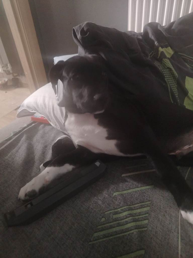 Mutt dog 