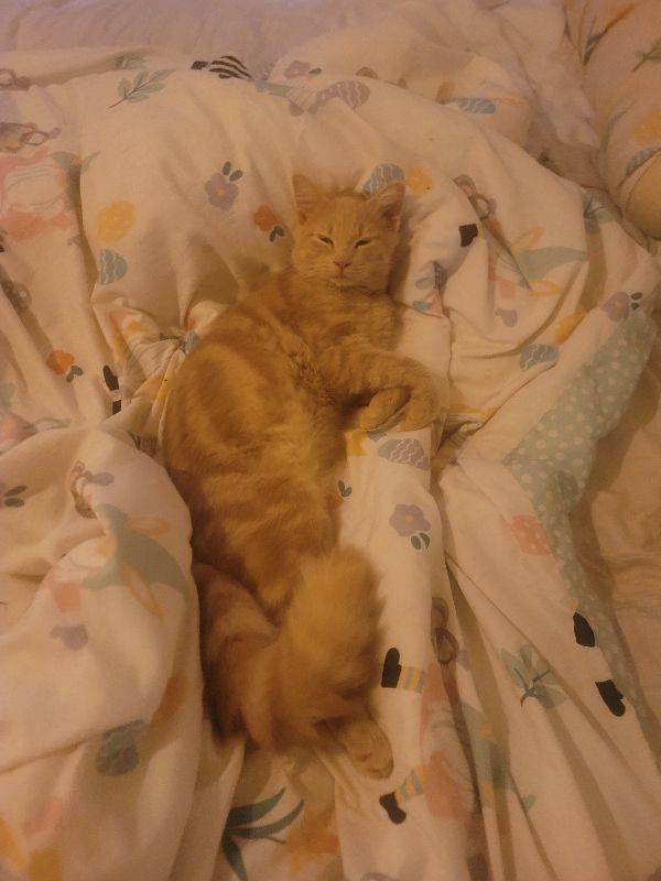 Persian cross 1 year old