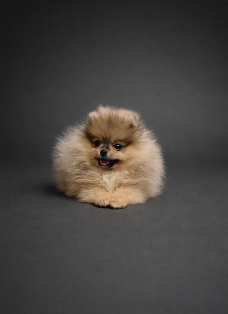 🔥Cute Quality Pomeranian 