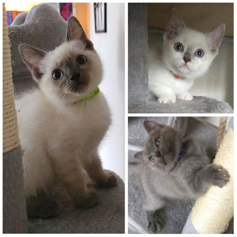 *LAST THREE* *READY NOW* STUNNING LITTER OF RAGDOLL X BRITISH SHORTHAIR BLUE POINTED BICOLOR 
